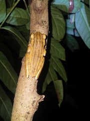 Polypedates leucomystax