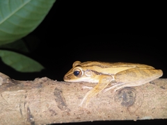 Polypedates leucomystax