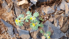 Acmispon brachycarpus
