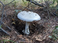 Amanita