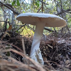 Amanita
