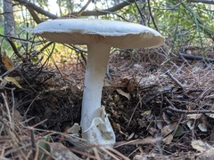 Amanita