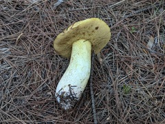 Suillus mediterraneensis