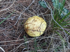 Suillus mediterraneensis
