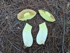 Suillus mediterraneensis
