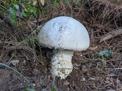Amanita ovoidea