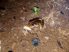 Fejervarya limnocharis
