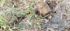 Alysicarpus luteovexillatus