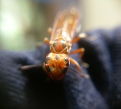 Synoeca virginea