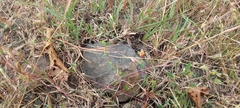 Alysicarpus luteovexillatus