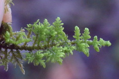 Thuidium assimile