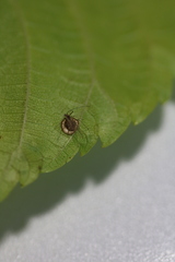 Dyscritulus