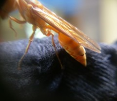Synoeca virginea