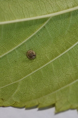 Dyscritulus