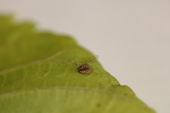 Dyscritulus