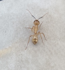 Camponotus festinatus