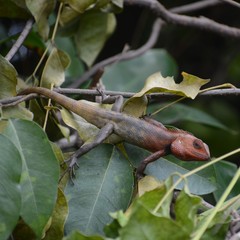 Calotes versicolor