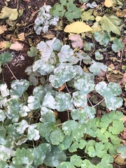 Erysiphe aquilegiae