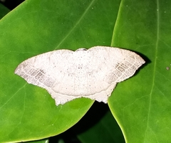 Oxymacaria temeraria