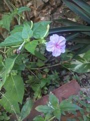 Mirabilis longiflora