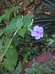 Mirabilis longiflora