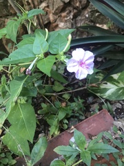 Mirabilis longiflora