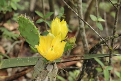 Opuntia
