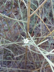 Thesium celatum