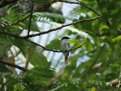 Hemipus hirundinaceus