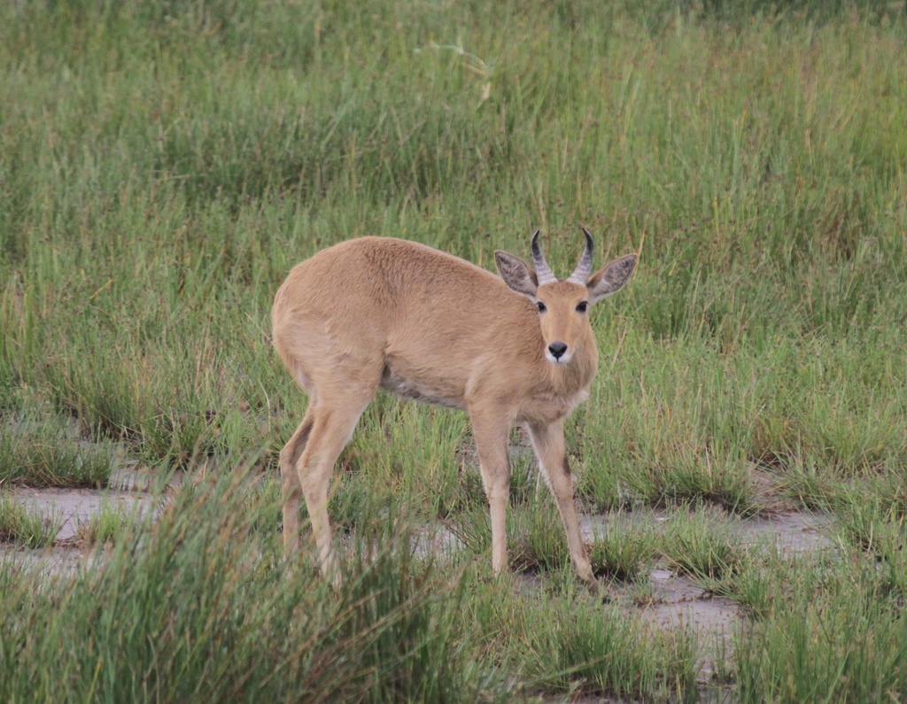 Redunca redunca, Serengeti, Tanzania, by neomorphus