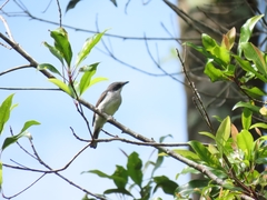 Hemipus hirundinaceus