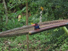 Halcyon cyanoventris