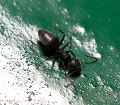 Technomyrmex brunneus