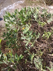 Borrichia frutescens image