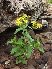 Senecio leucanthemifolius image