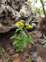 Senecio leucanthemifolius image