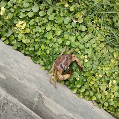 Parathelphusa convexa