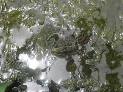 Pelophylax ridibundus