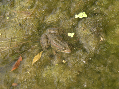 Pelophylax ridibundus