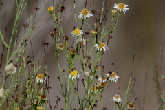 Chloracantha spinosa spinosa