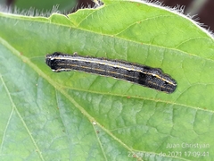 Spodoptera cosmioides