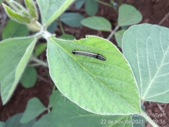 Spodoptera cosmioides