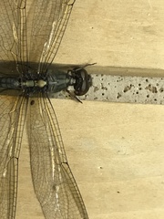 Libellulidae