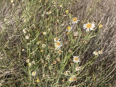 Chloracantha spinosa spinosa