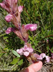 Harveya pauciflora