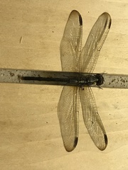 Libellulidae