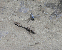 Orthetrum cancellatum