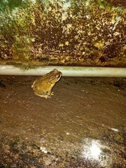 Duttaphrynus melanostictus