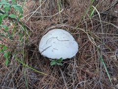 Amanita ovoidea
