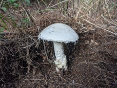 Amanita ovoidea